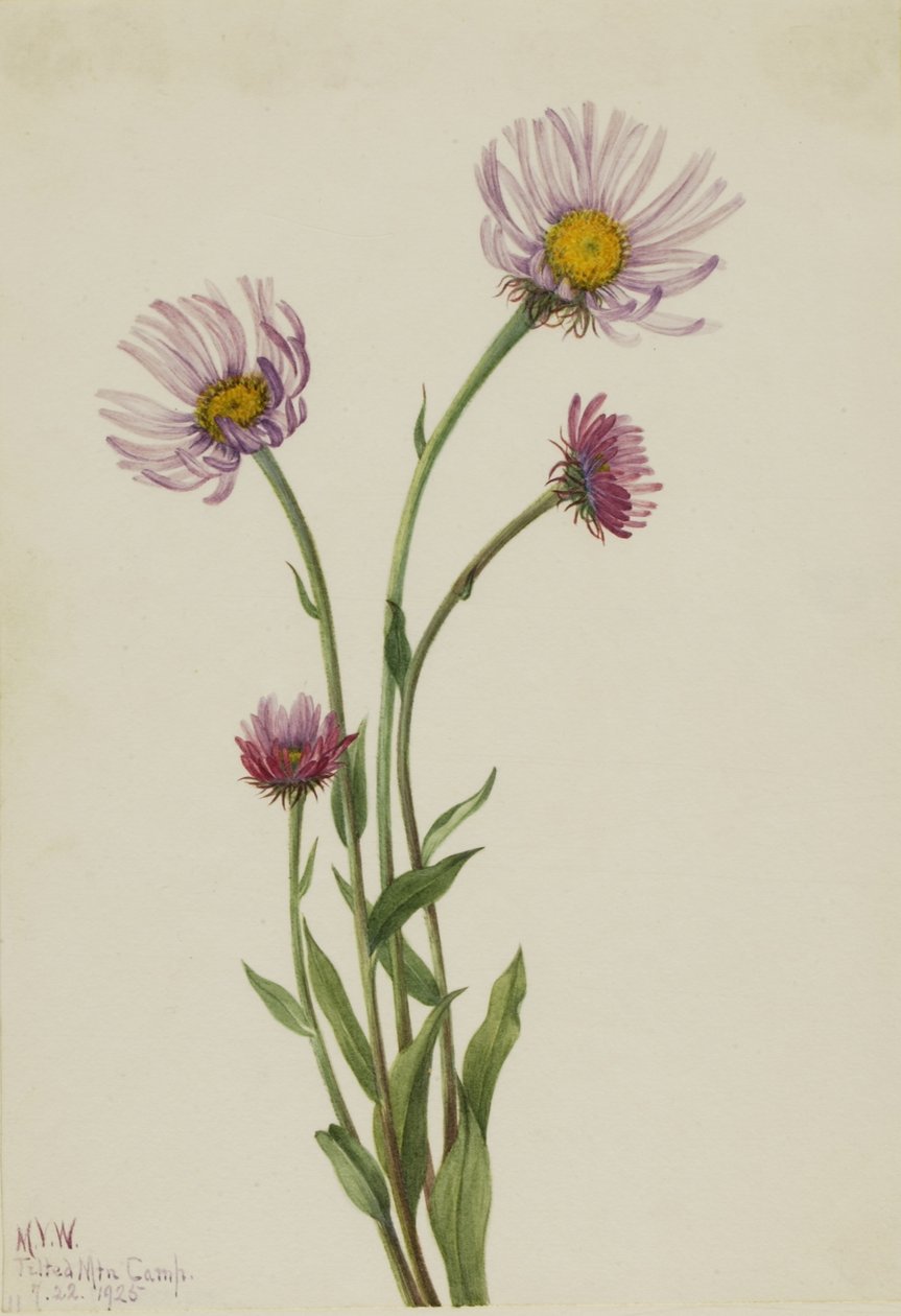 Alaska vlooienkruid (Erigeron salsuginosus) door Mary Vaux Walcott