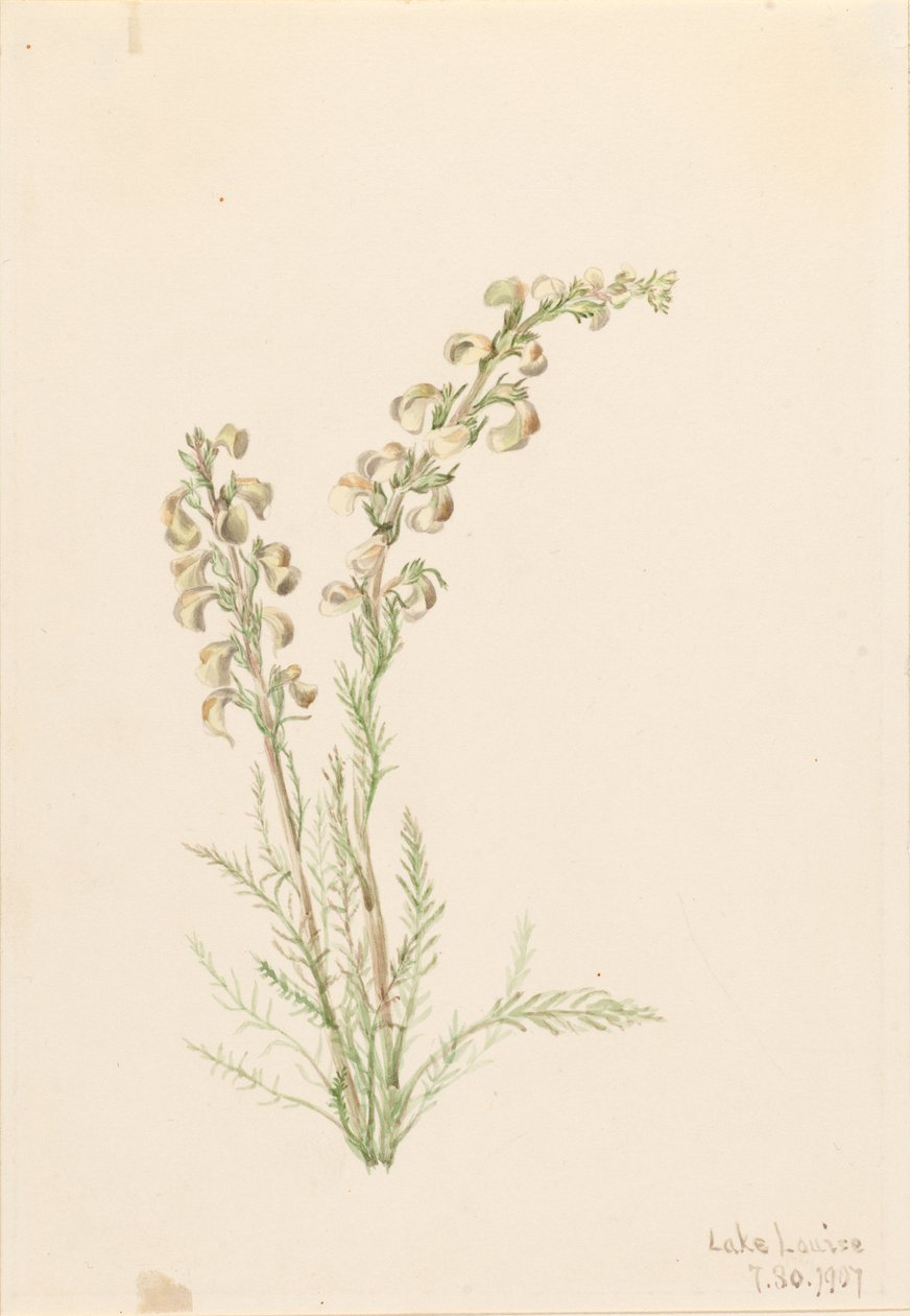 Alpiene varen (Pedicularis contorta) door Mary Vaux Walcott