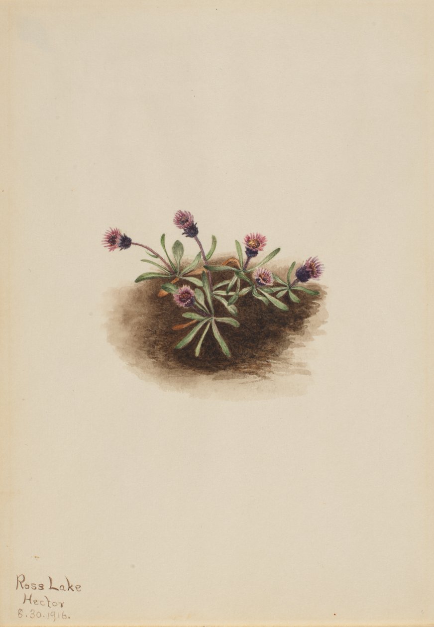 Alpenvlo (Erigeron unalaschcensis) door Mary Vaux Walcott