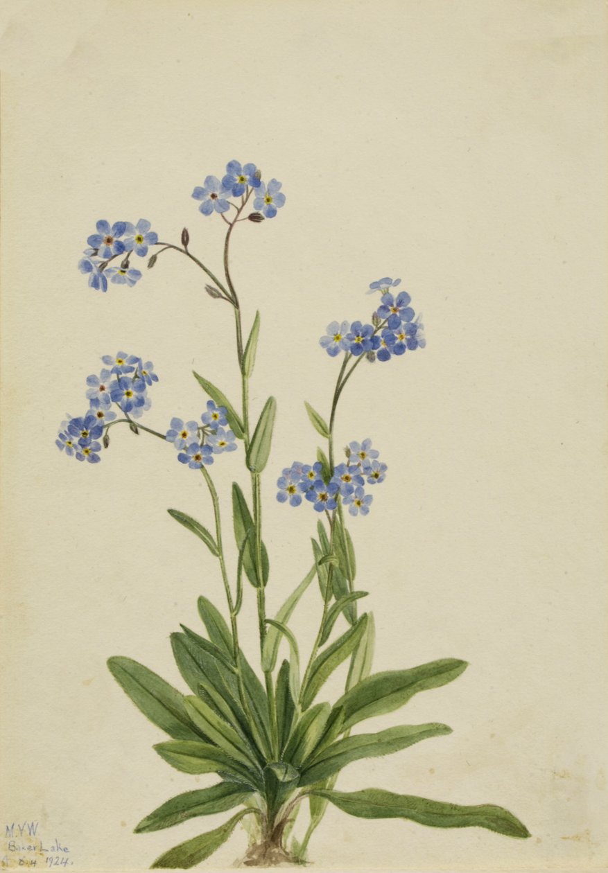 Alpen Vergeet-mij-nietje Myosotis alpestris, 1924 door Mary Vaux Walcott