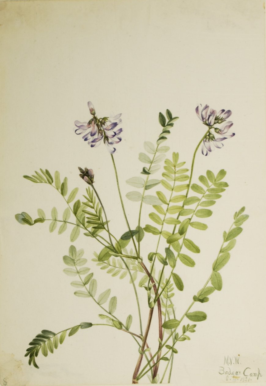 Alpenmelkvetch (Astragalus alpinus) door Mary Vaux Walcott