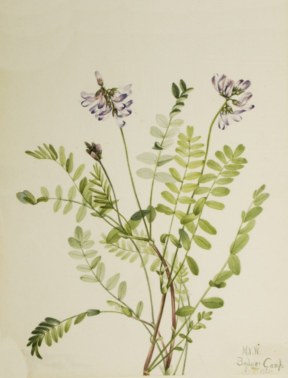Alpenmelk Astragalus alpinus, 1921 door Mary Vaux Walcott