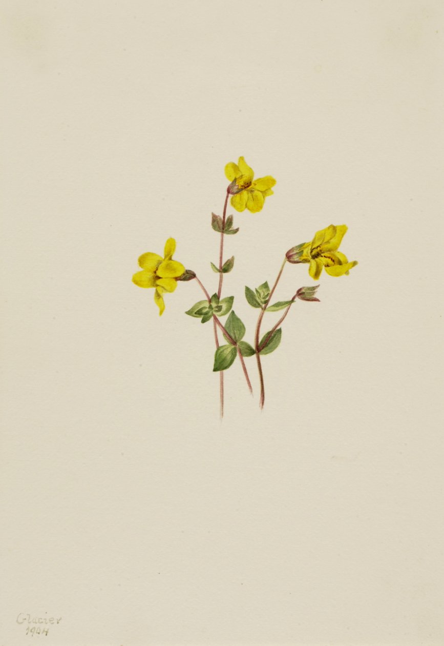 Alpen Aapbloem Mimulus caespitosus, 1904 door Mary Vaux Walcott