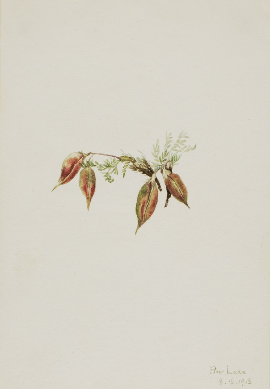 Alpenwortel (Oxytropis podocarpa) door Mary Vaux Walcott