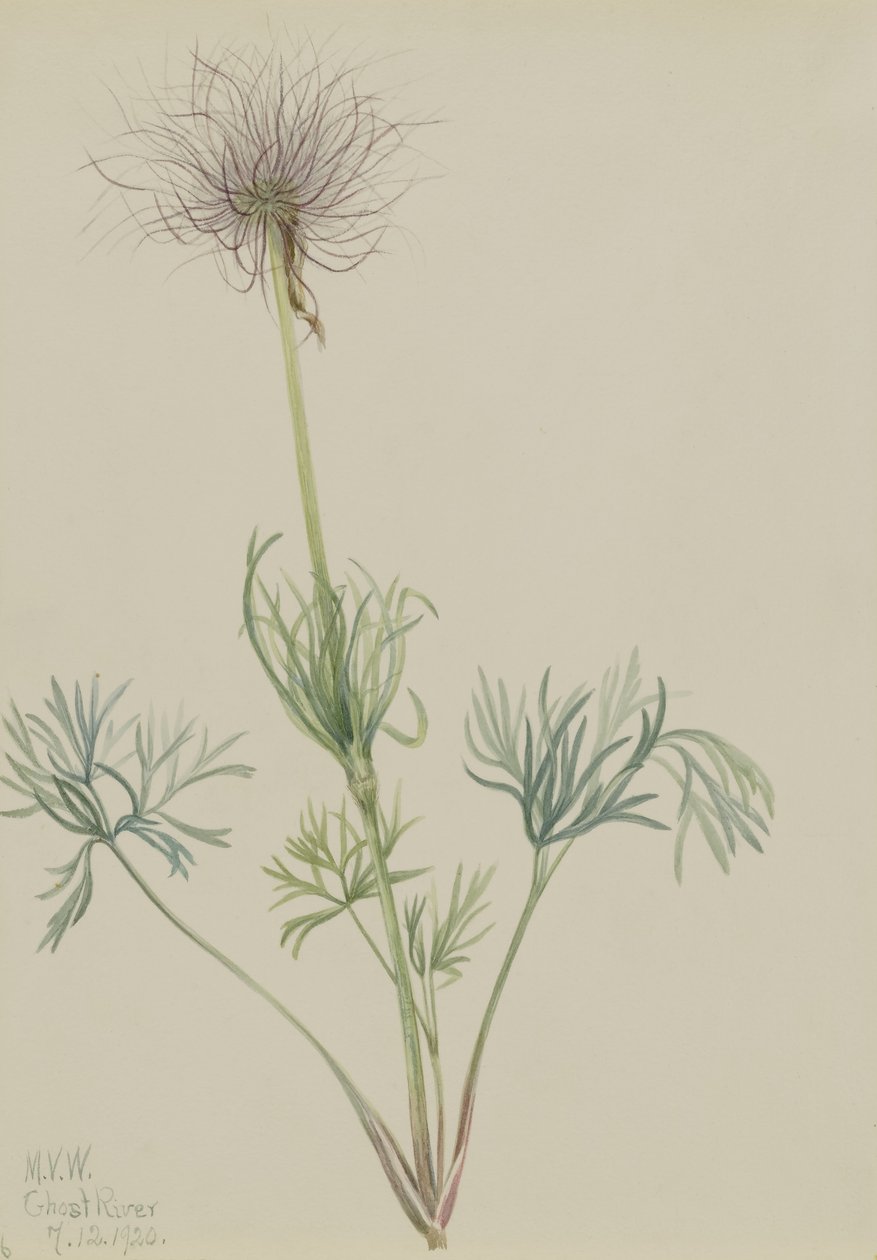 Amerikaanse Pasqueflower (Pulsatilla ludoviciana) door Mary Vaux Walcott