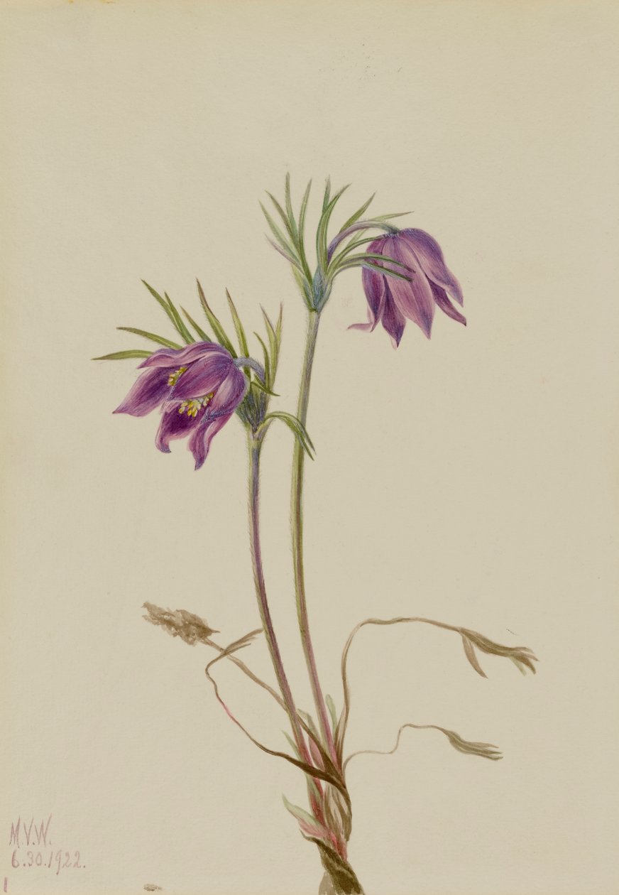 Amerikaanse Pasqueflower Pulsatilla ludoviciana, 1922 door Mary Vaux Walcott