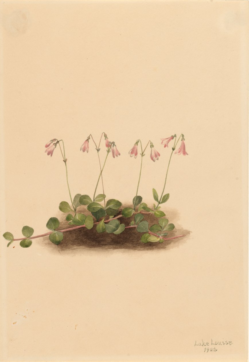 Amerikaanse Tweebloem Linnaea borealis americana door Mary Vaux Walcott