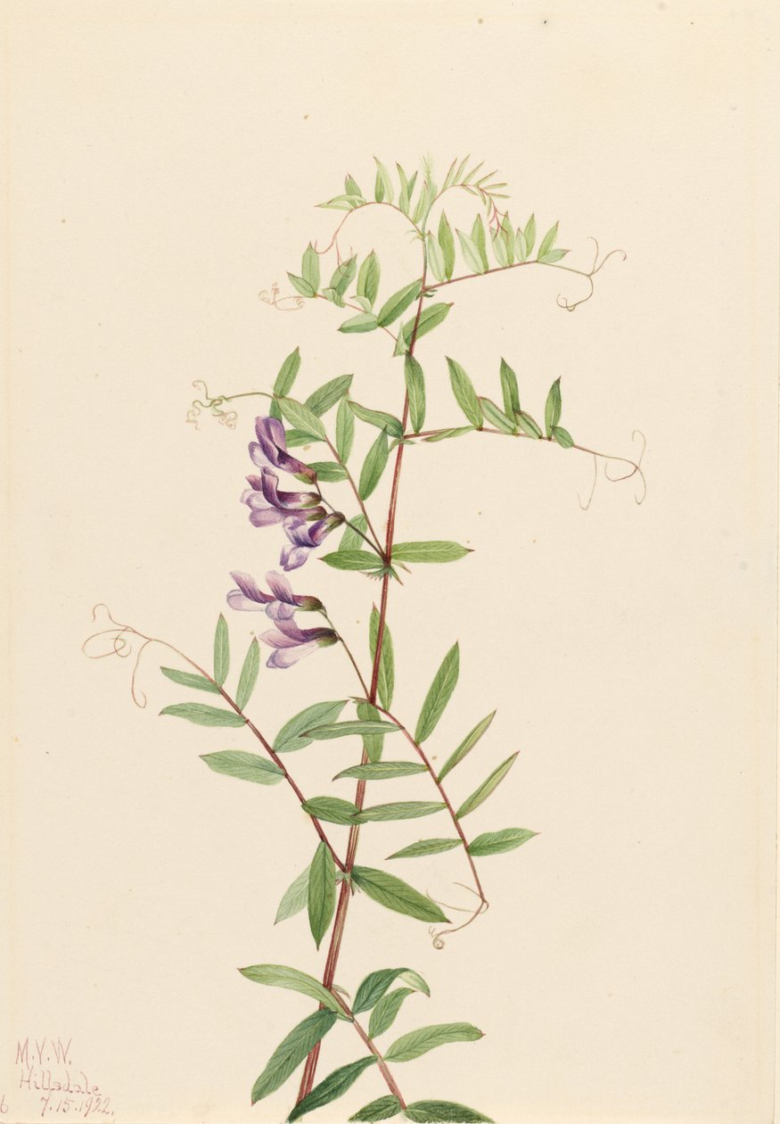 Amerikaanse wikke (Vicia americana) door Mary Vaux Walcott