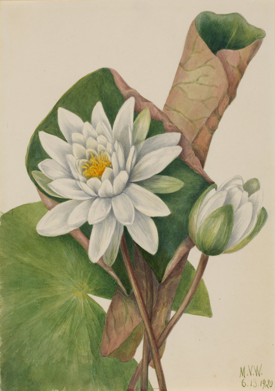 Amerikaanse Waterlelie Castalia odorata, 1920 door Mary Vaux Walcott
