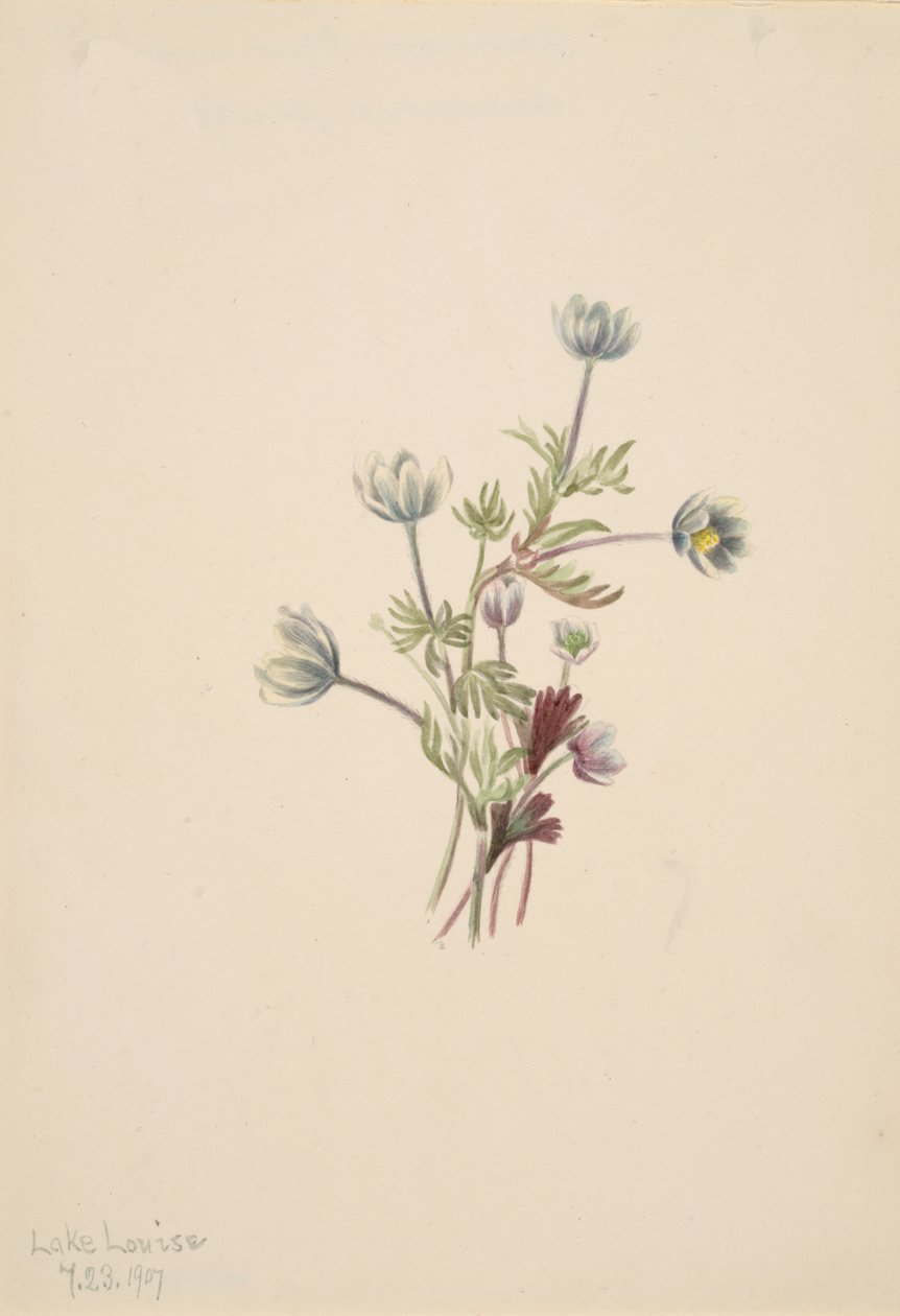 Anemoon Anemone drummondii, 1907 door Mary Vaux Walcott