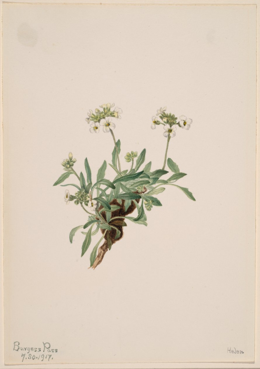 Arabis drummondii door Mary Vaux Walcott