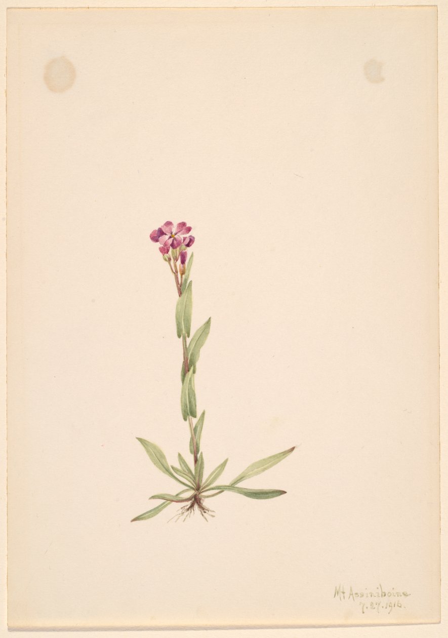 Arabis lyallii door Mary Vaux Walcott
