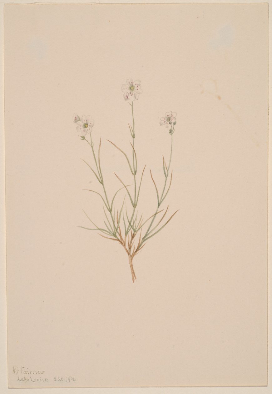 Arenaria formosa, 1904 door Mary Vaux Walcott