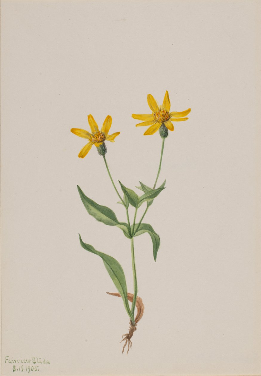 Arnica alpina, 1905 door Mary Vaux Walcott