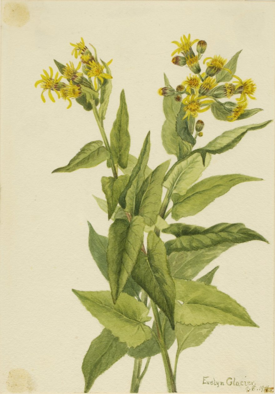 Pijlbladige aardbei (Senecia triangularis) door Mary Vaux Walcott