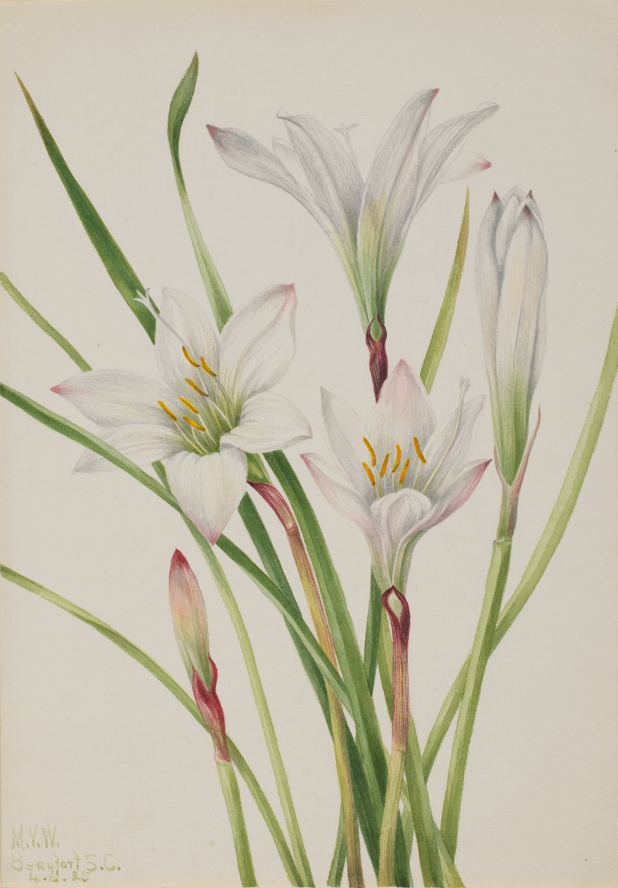 Atamasco-lelie, 1925 door Mary Vaux Walcott