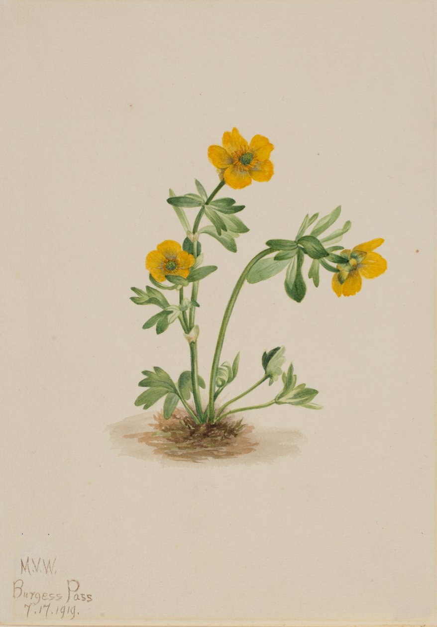 Lawineboterbloem Ranunculus suksdorfii, 1919 door Mary Vaux Walcott