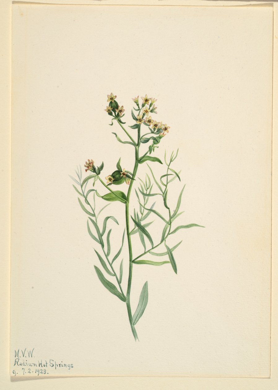 Bastaardklaver (Comandra pallida) door Mary Vaux Walcott