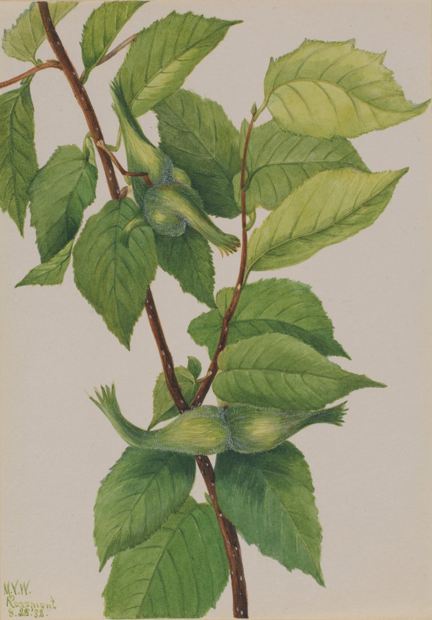 Gesnavelde hazelnoot (Corylus rostrata) door Mary Vaux Walcott