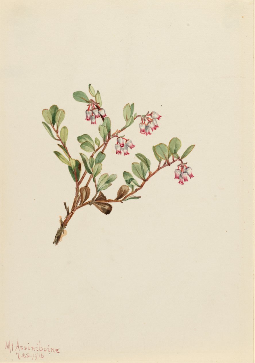 Berendruif (Arctostaphylos uva-ursi) door Mary Vaux Walcott