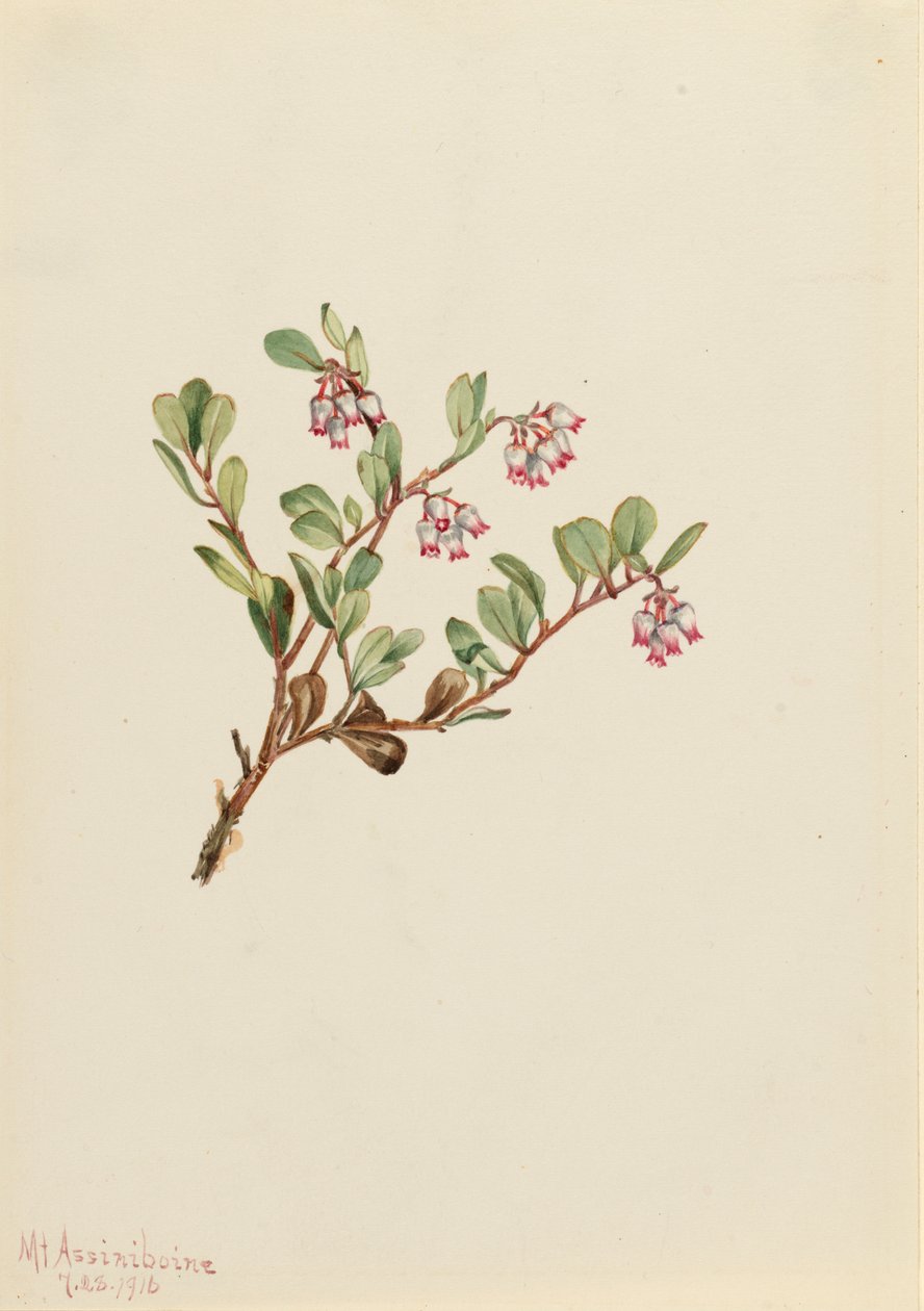 Bearberry Arctostaphylos uva-ursi, 1916 door Mary Vaux Walcott
