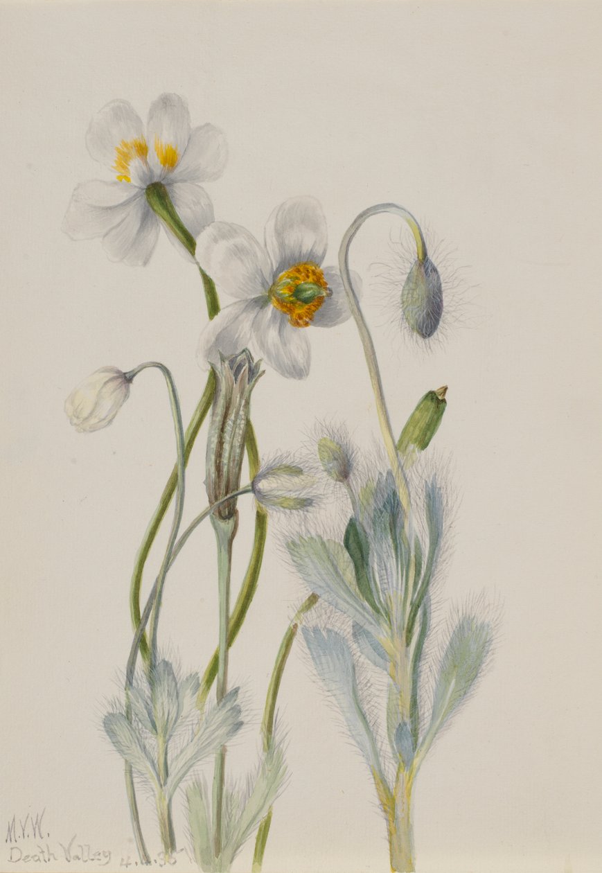 Klaproos (Arctomecon merriami) door Mary Vaux Walcott