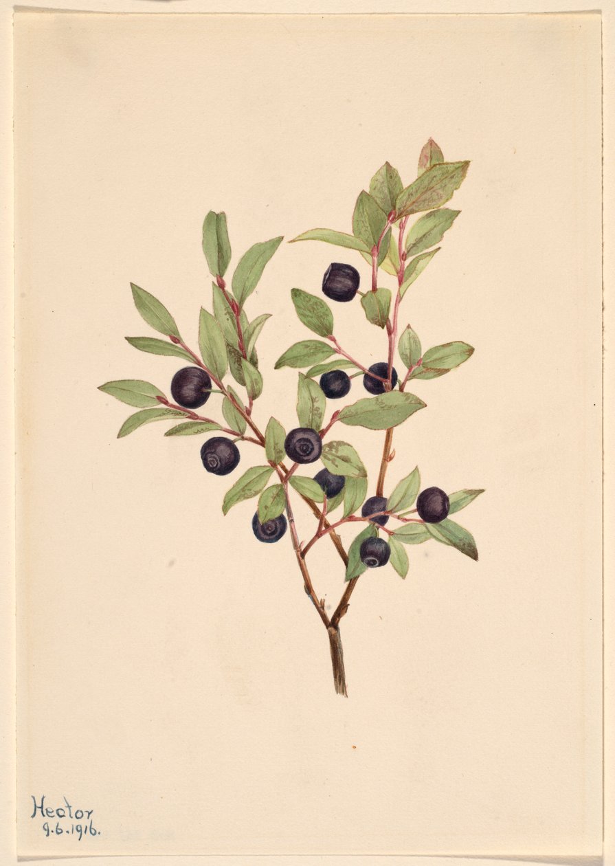 Grote moerbei (Vaccinium membranaceum) door Mary Vaux Walcott
