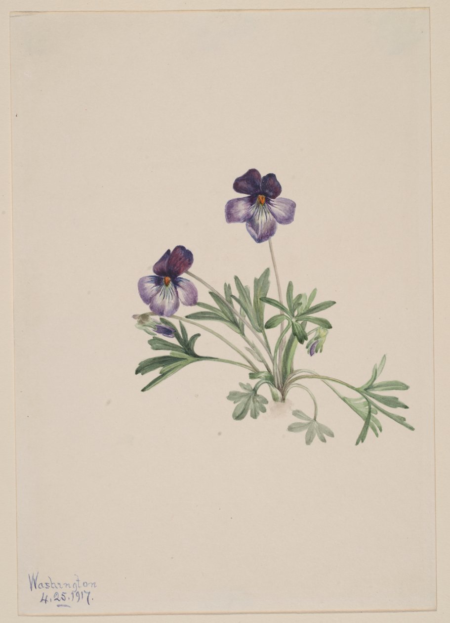 Viooltje (Viola pedata) door Mary Vaux Walcott