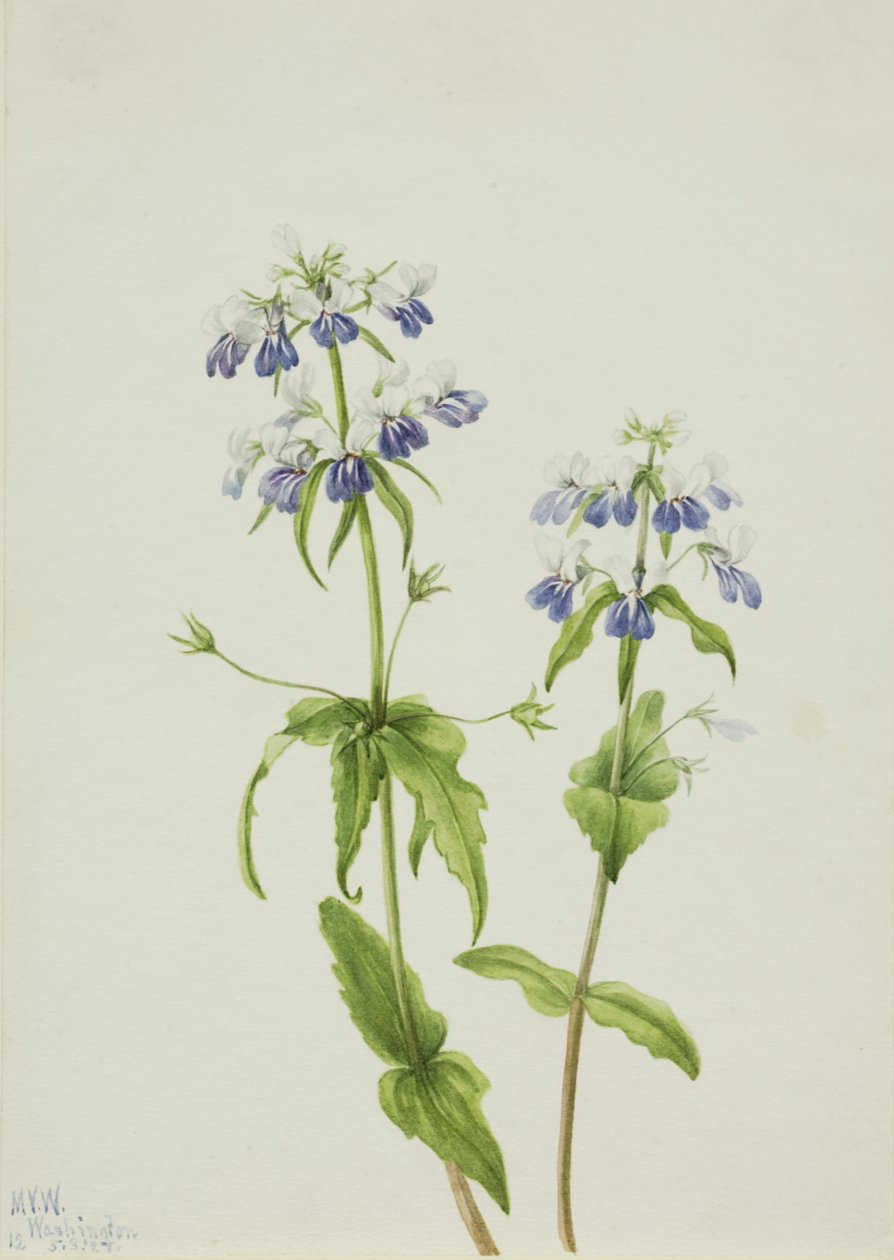 Blauwogige Mary Collinsia verna, 1927 door Mary Vaux Walcott