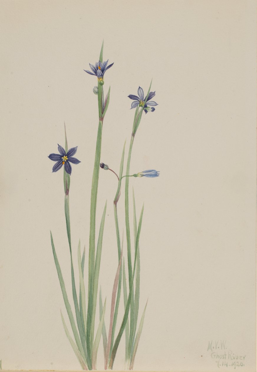 Blauwogig gras Sisyrinchium angustifolium, 1920 door Mary Vaux Walcott