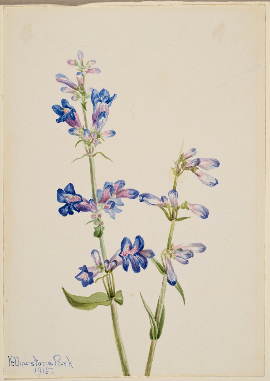 Blauwe baardtong (Pentstemon) door Mary Vaux Walcott