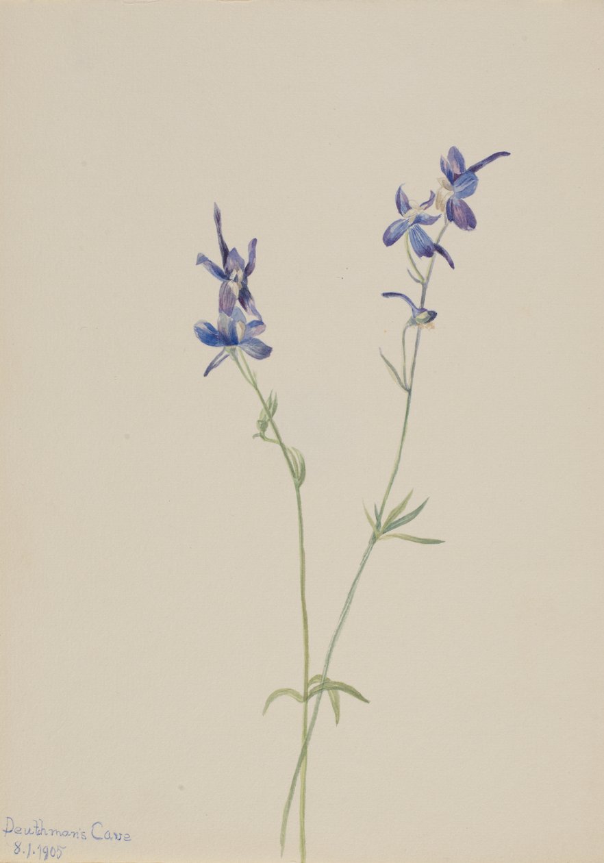Blauwe Ridderspoor Delphinium nuttallianum door Mary Vaux Walcott