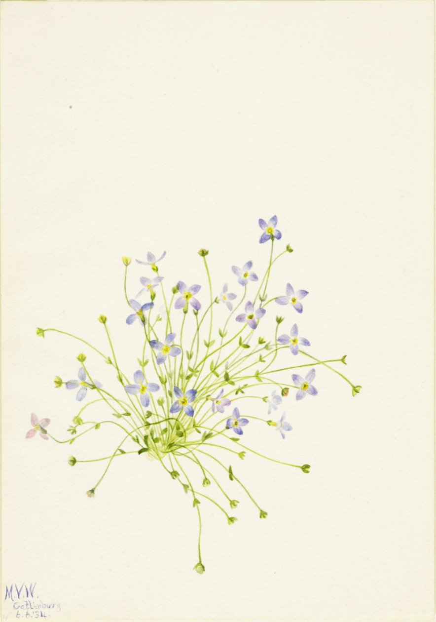 Bluets Houstonia serpyllifolia, 1934 door Mary Vaux Walcott