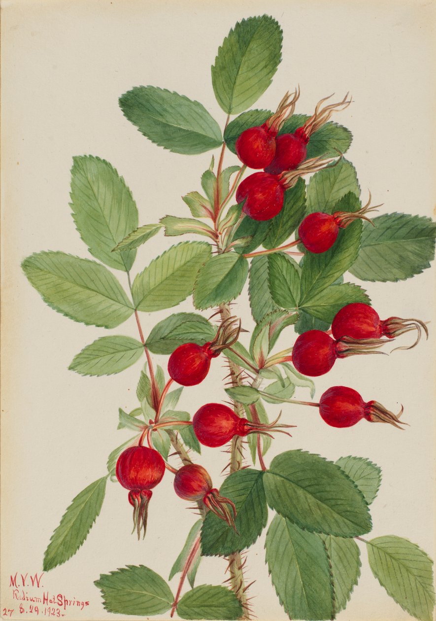 Rozenknop (Rosa bourgeauiana) door Mary Vaux Walcott