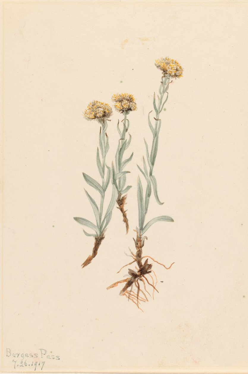 Buff Pussytoes Antennaria luzuloides, 1917 door Mary Vaux Walcott