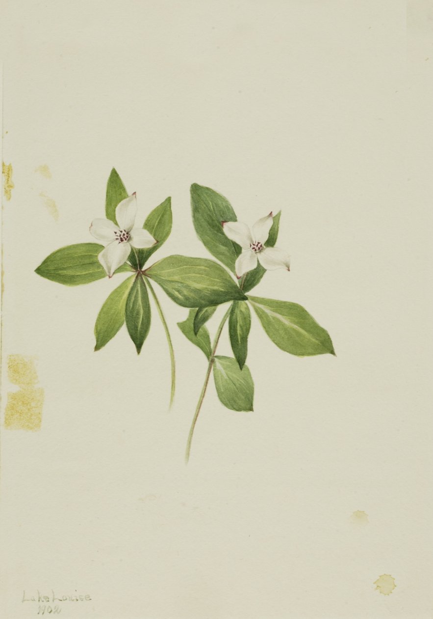 Rode bosbes (Cornus canadensis) door Mary Vaux Walcott