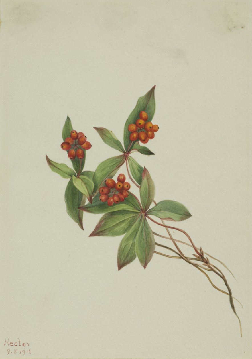 Bunchberry Cornus canadensis door Mary Vaux Walcott