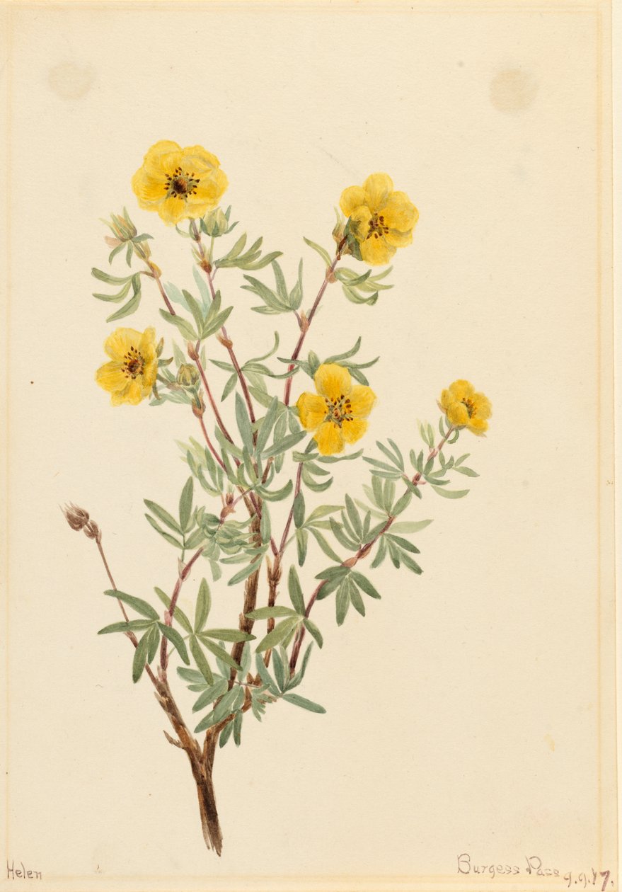 Struikganzerik Potentilla fruticosa, 1917 door Mary Vaux Walcott