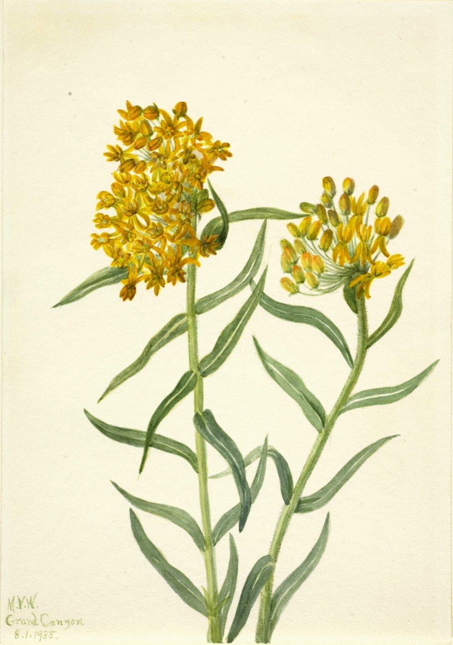 Vlinderkruid (Ascelpias tuberosa) door Mary Vaux Walcott