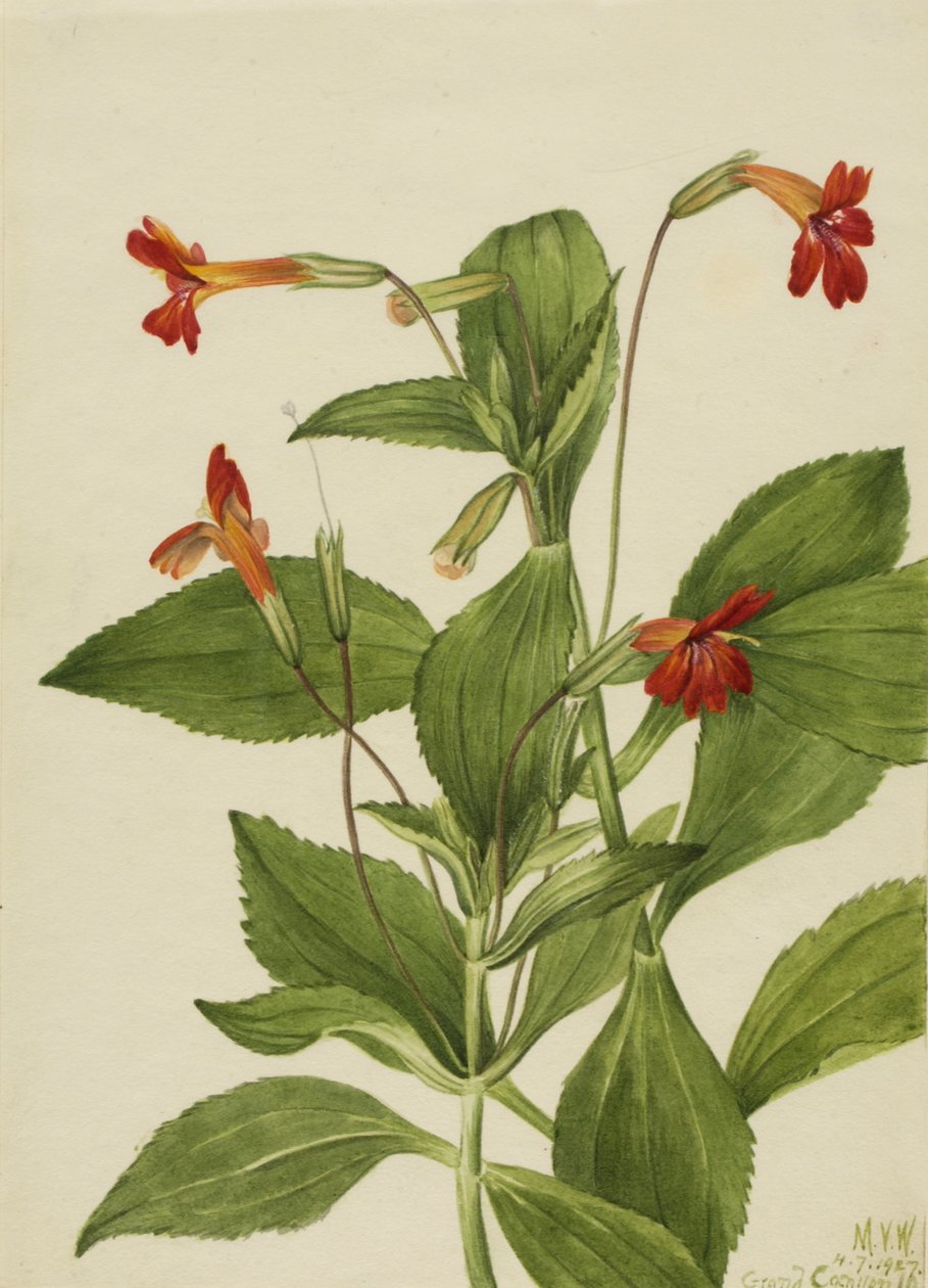 Kardinaal Aapbloem Mimulus cardinalis, 1927 door Mary Vaux Walcott