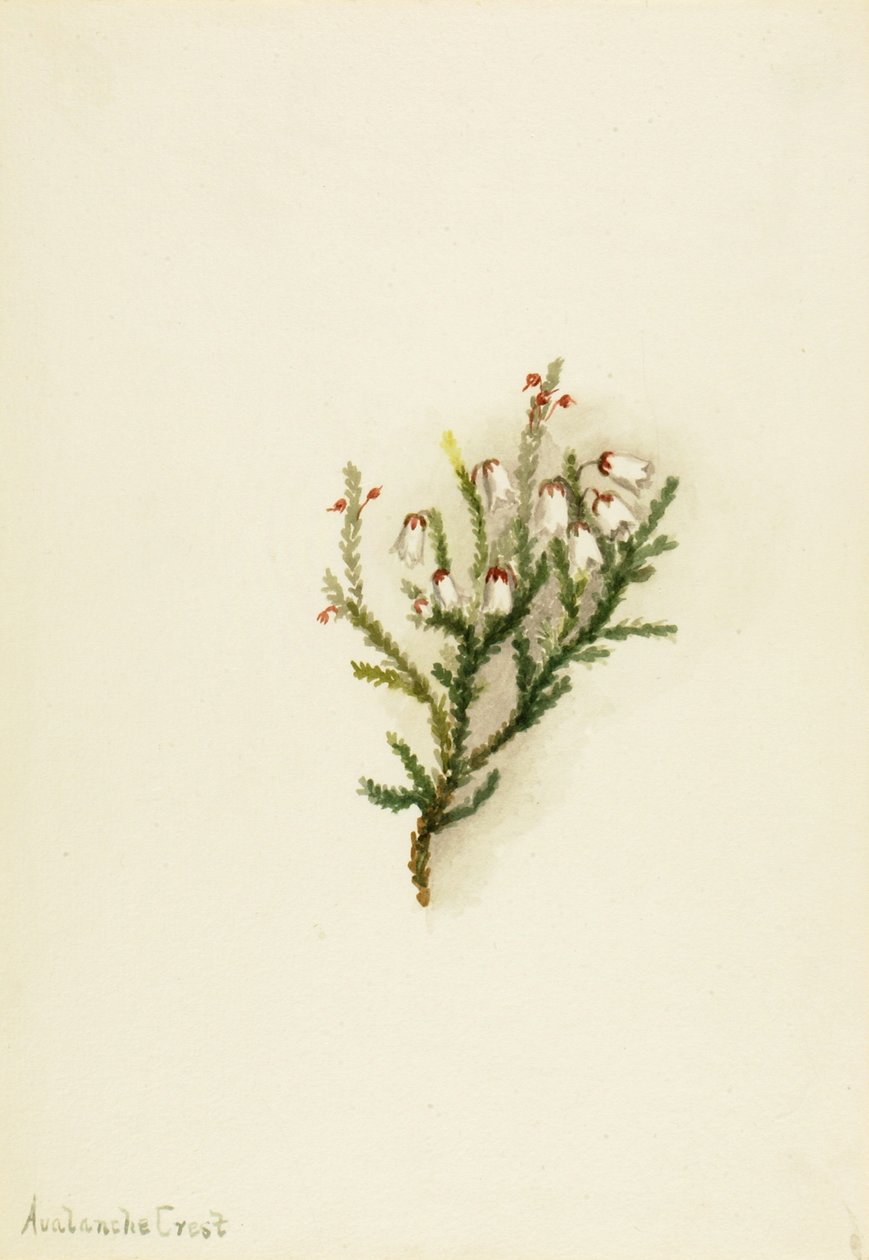 Cassiope Cassiope mertensiana, ca. 1900-1905 door Mary Vaux Walcott