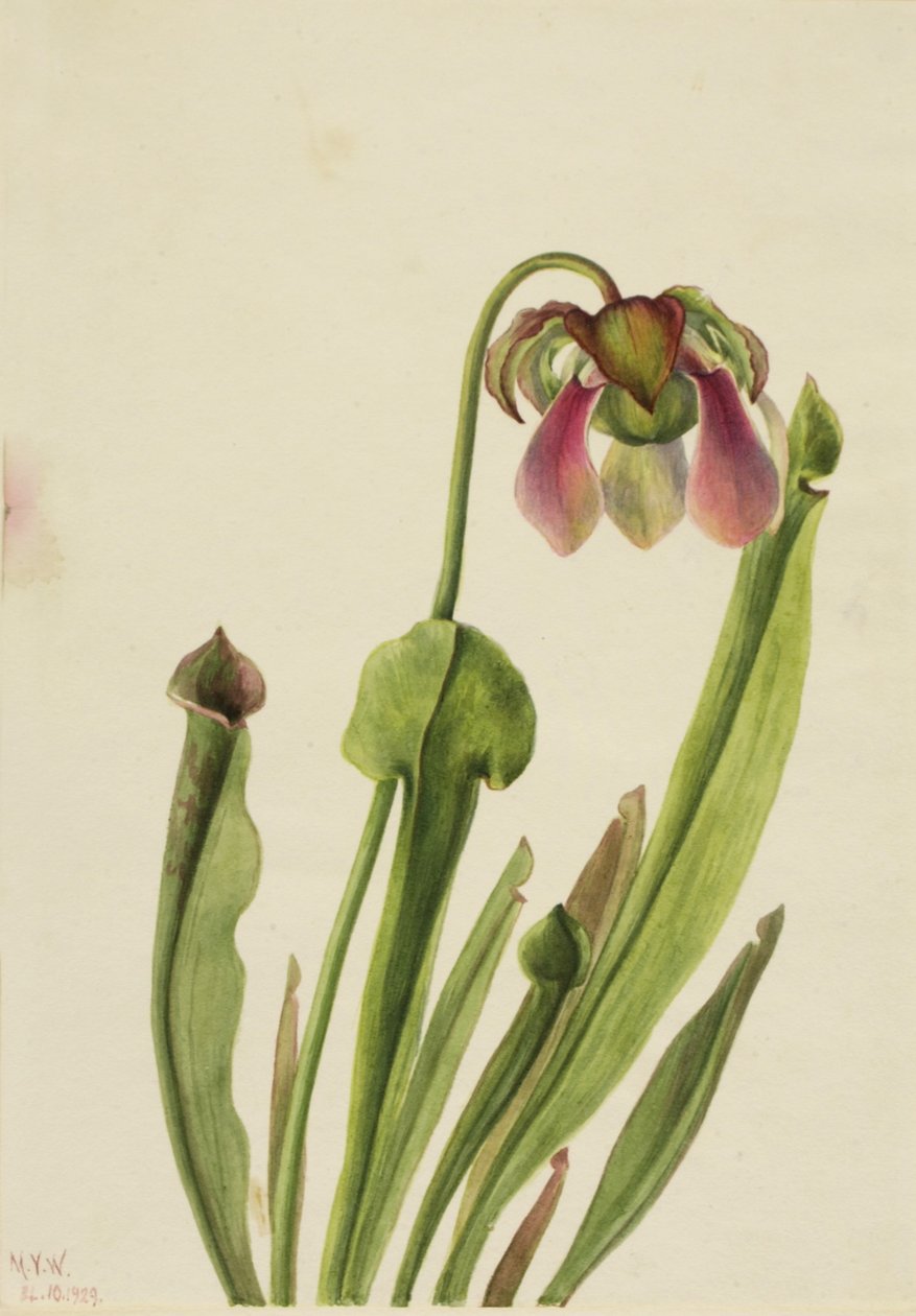 Catesby Pitcherplant (Sarracenia catesaei) door Mary Vaux Walcott