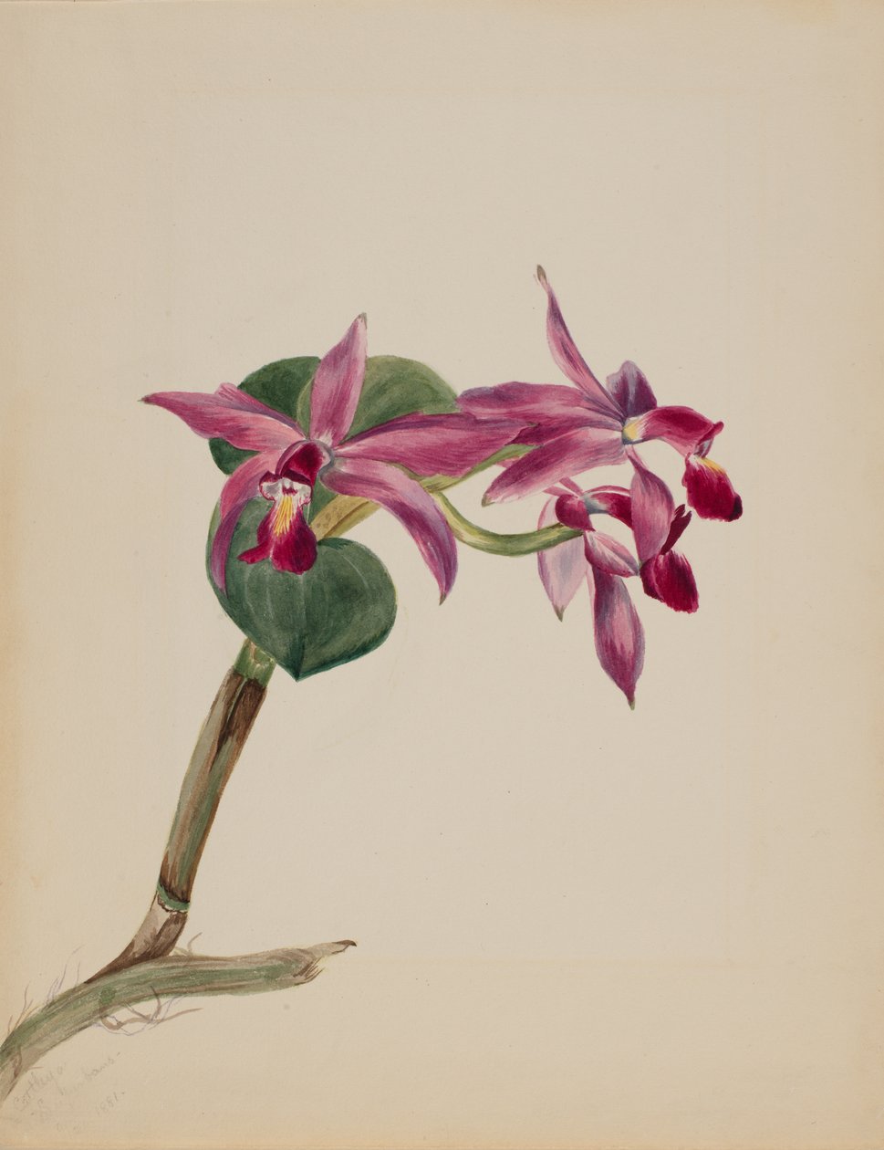 Cattlaya superbus, 1881 door Mary Vaux Walcott