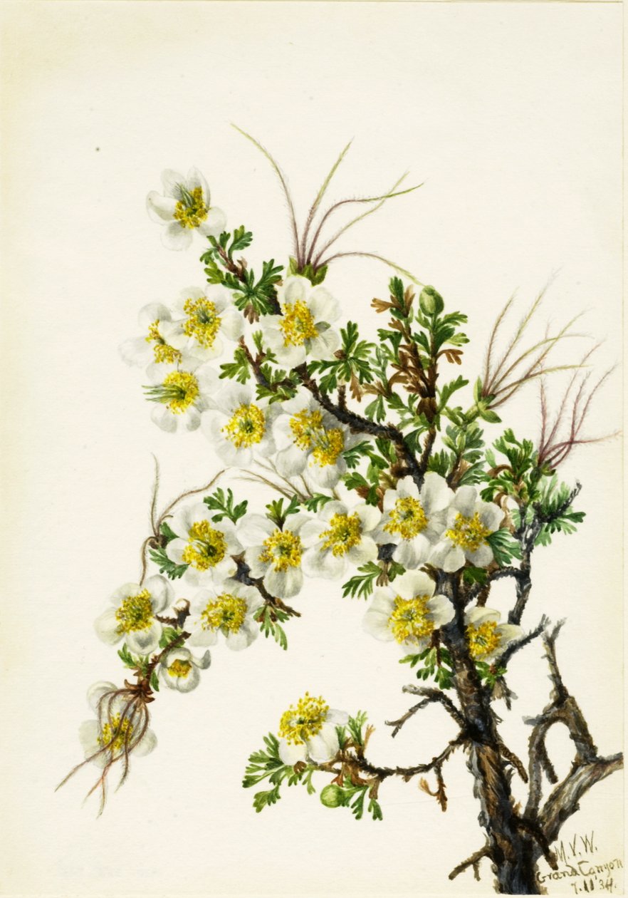 Cliffrose Cowania stanshuriana, 1934 door Mary Vaux Walcott