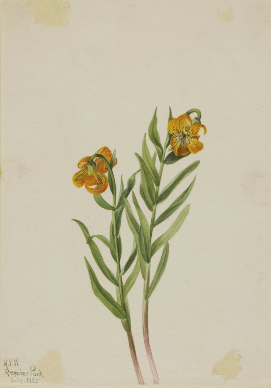 Columbia Lelie (Lilium columbianum) door Mary Vaux Walcott