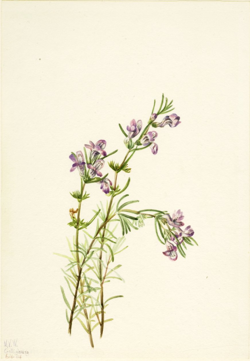 Conradina verticillata door Mary Vaux Walcott