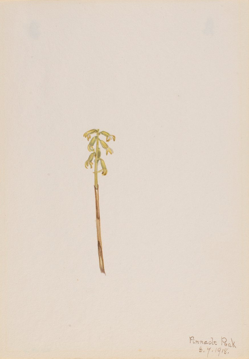 Corathorhiza corallorhiza door Mary Vaux Walcott