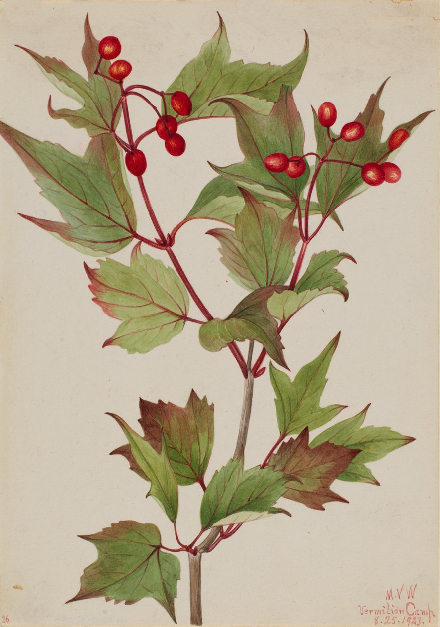 Cranberrystruik Viburnum pauciflorum, 1923 door Mary Vaux Walcott