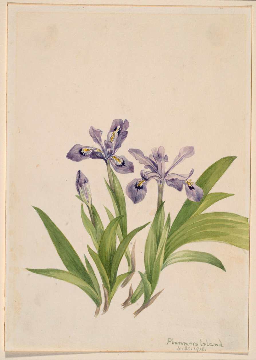 Kuifiris (Iris cristata) door Mary Vaux Walcott