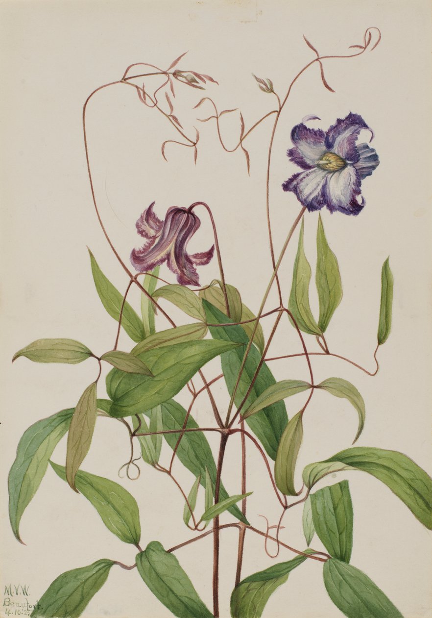 Krulclematis (Clematis crispa) door Mary Vaux Walcott
